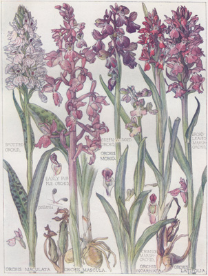 Spotted Orchid, Early Purple Orchid, Green-winged Orchid, Crimson Marsh Orchid, Broad-leaved Marsh Orchid